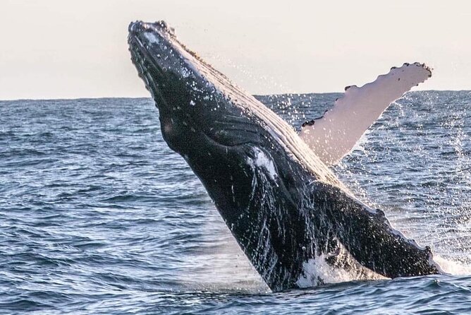 Kalbarri Whale Watching Tour - Getting to the Departure Point