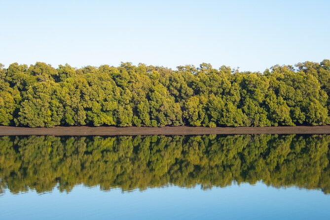 Kangaroos, Mangroves and the Ocean - Brisbanes Natural Beauty Unveiled