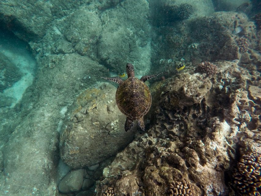 Lahaina: Turtle Town Snorkeling Trip With Photo and Video - Final Words