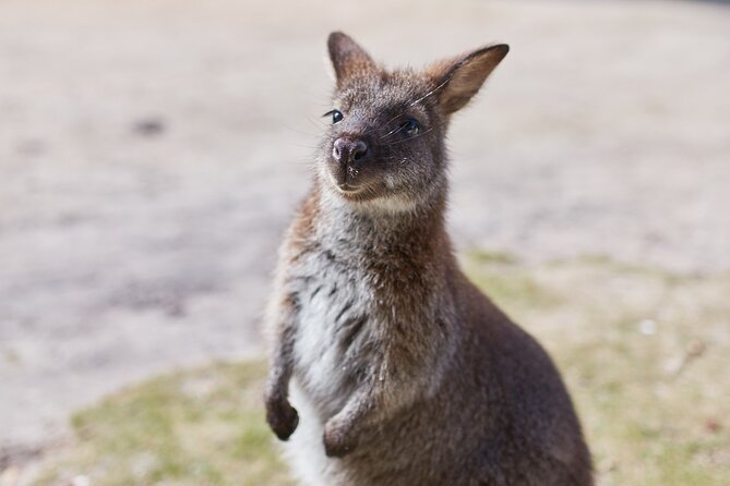 Larapuna / Bay of Fires Hiking Tour - 4 Days - Pricing and Reviews Summary