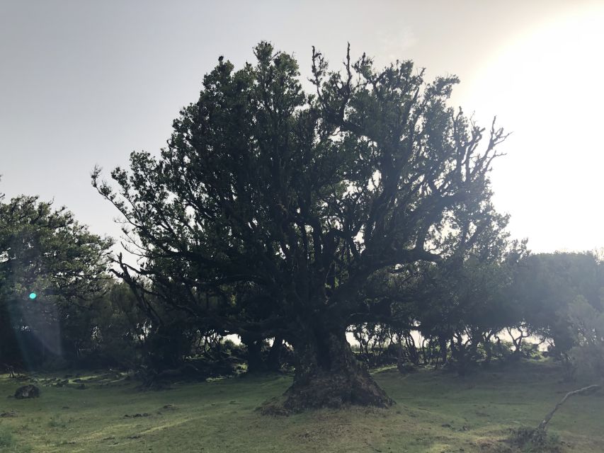 Madeira: Private Tour of Fanal Forest - Final Words