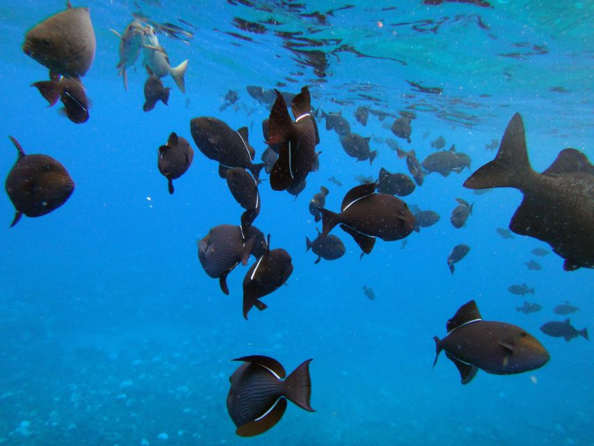 Molokini Snorkel & Slide 7AM - 12PM - Whale Season Opportunities