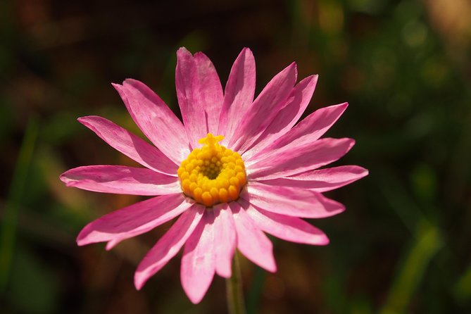 Orchids and Wildflowers Photographic Day Tour From Perth - Booking and Tour Details