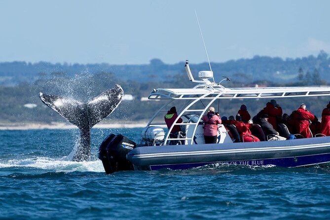 Premier Whale Watching Byron Bay - Whale Watching Tour Highlights