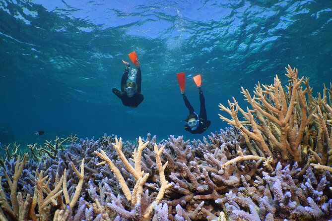 Silversonic Outer Great Barrier Reef Cruise From Port Douglas - Essential Safety Information