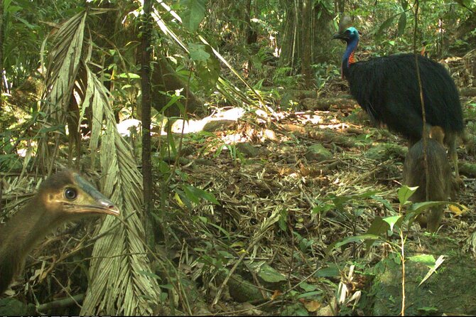 Small-Group Trekking Experience in Daintree National Park - Booking and Cancellation Policy