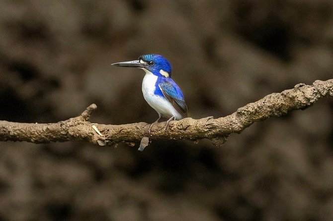 Solar Whisper Daintree River Crocodile and Wildlife Cruise - Reviews and Testimonials