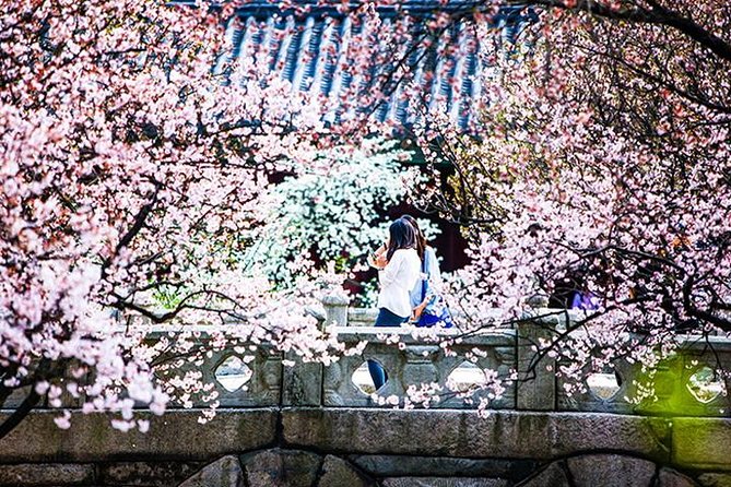 Spring 6 Days Cherry Blossom Jeju&Busan&Jinhae&Gyeongju on 31 Mar to 10 Apr - Tour Pricing and Discounts