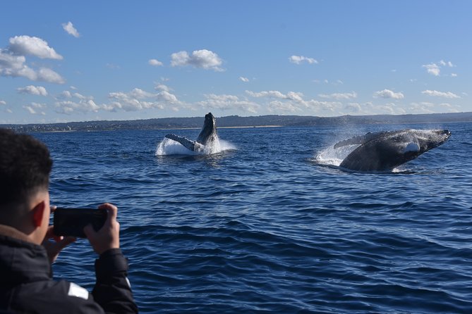 Sydney Whale-Watching by Speed Boat - Reviews and Ratings Overview