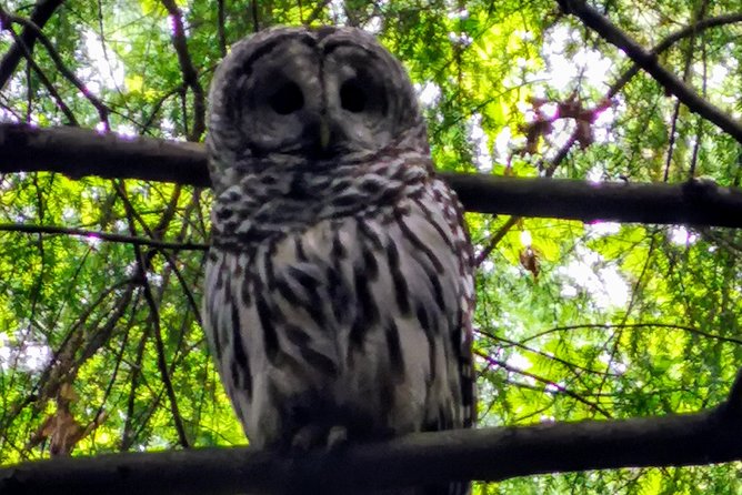 Vancouver Island Rainforest Guided Hike With Private Guide - Booking Your Rainforest Adventure