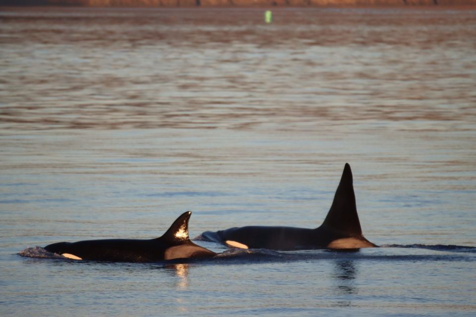 Vancouver Whale Watching Safari - Final Words