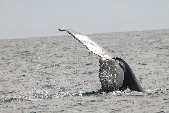 Whale Watching Dinner Cruise in Cabo San Lucas - Directions to the Meeting Point