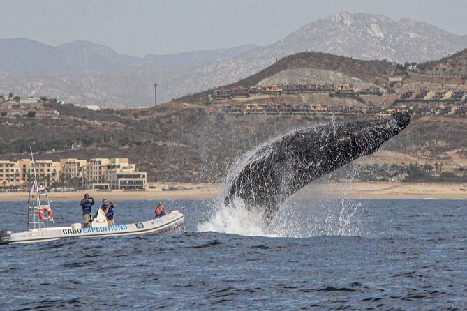 Whale Watching Zodiac in Cabo San Lucas With Comp Transportation - Final Words