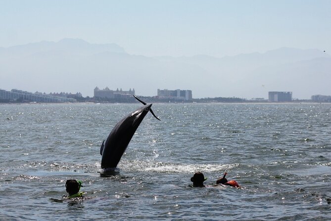 Wild Dolphins Encounter & Snorkeling - Common questions