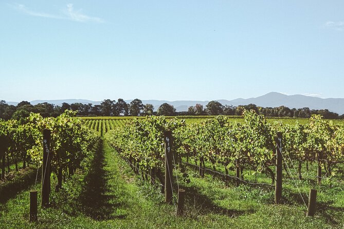 Yarra Valley Grazing Tour With Champagne Brunch at Chandon - What to Expect and Essentials