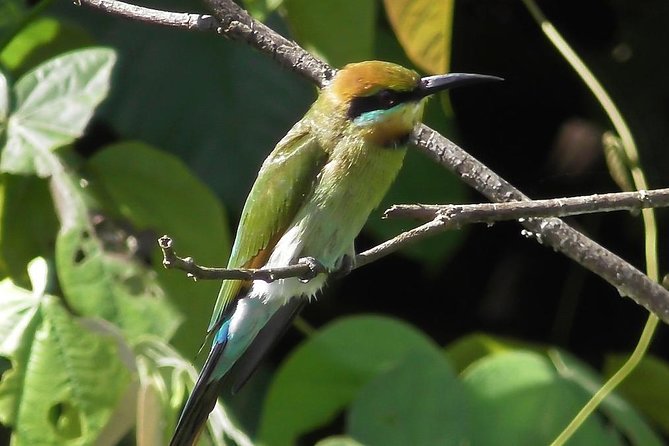 1-Hour Daintree River Wildlife Cruise - Exploring the Daintree River