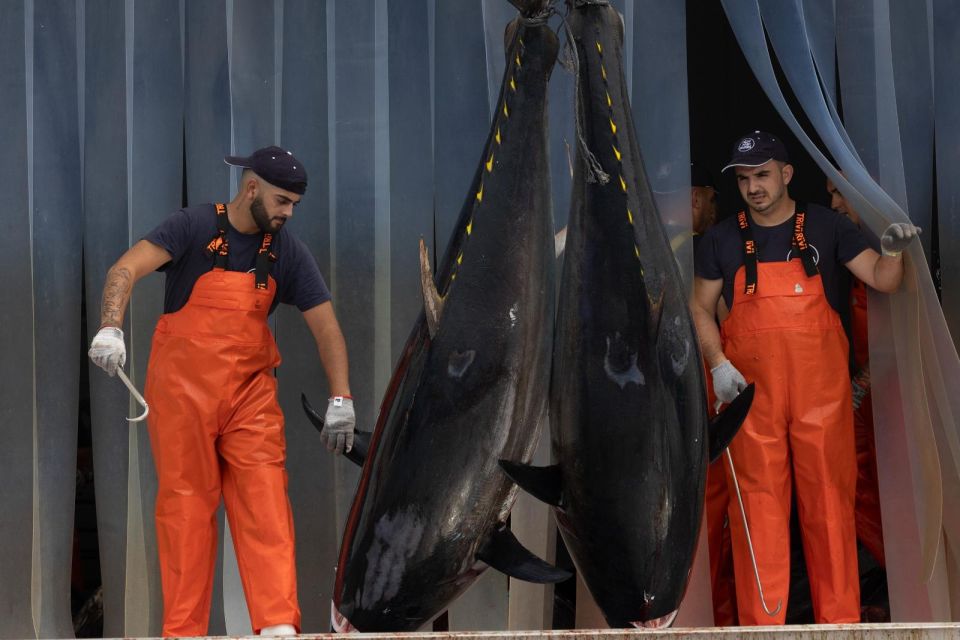 Barbate: Boat Tour to the Almadraba of Conil (Tuna Fishing) - Final Words