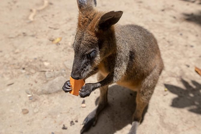 Chillagoe Caves and Outback Day Trip From Cairns - Essential Tour Information