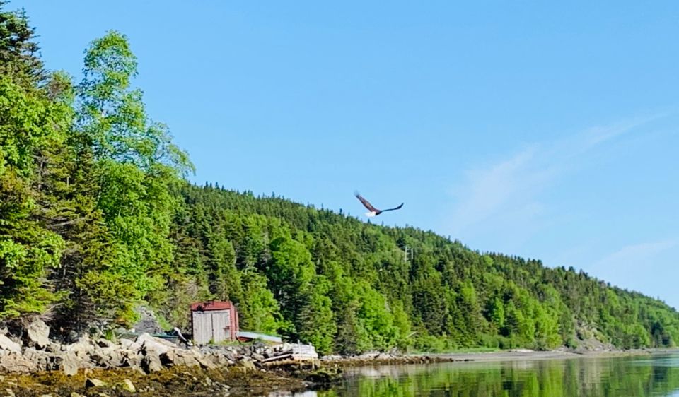 Corner Brook: Woods Island Adventure 3-Hour Zodiac Tour - Directions and Tour Logistics