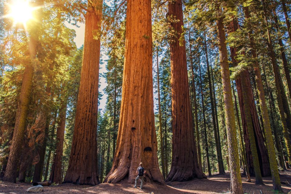 From San Francisco: Muir Woods National Monument Guided Tour - Common questions