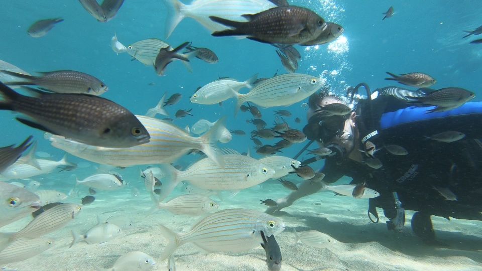 Heraklion: Beginner Scuba Diving Lessons & PADI Instructor - Safety Guidelines