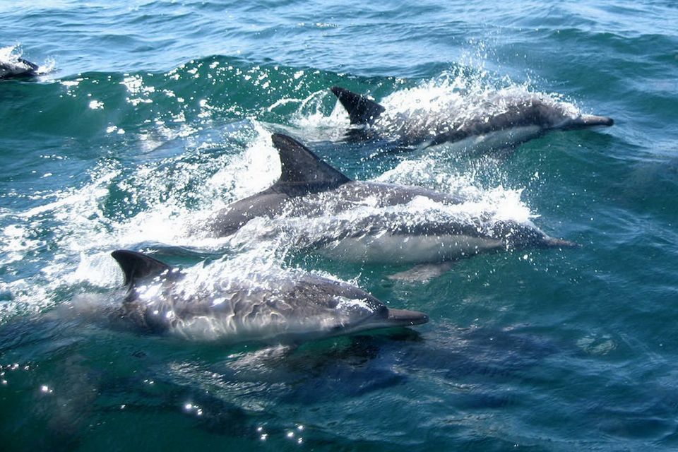 Miami: Day Trip to Key West W/ Dolphin Watching & Snorkeling - Tips for Enjoying Dolphin Watching