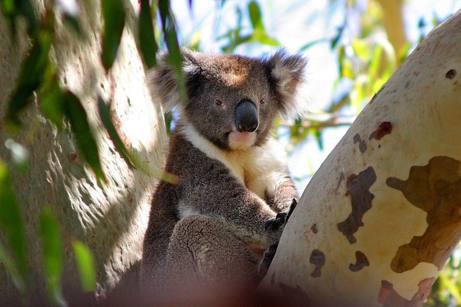 Private Great Ocean Road Full Day Tour - 1 Day Tour - Customer Reviews and Ratings