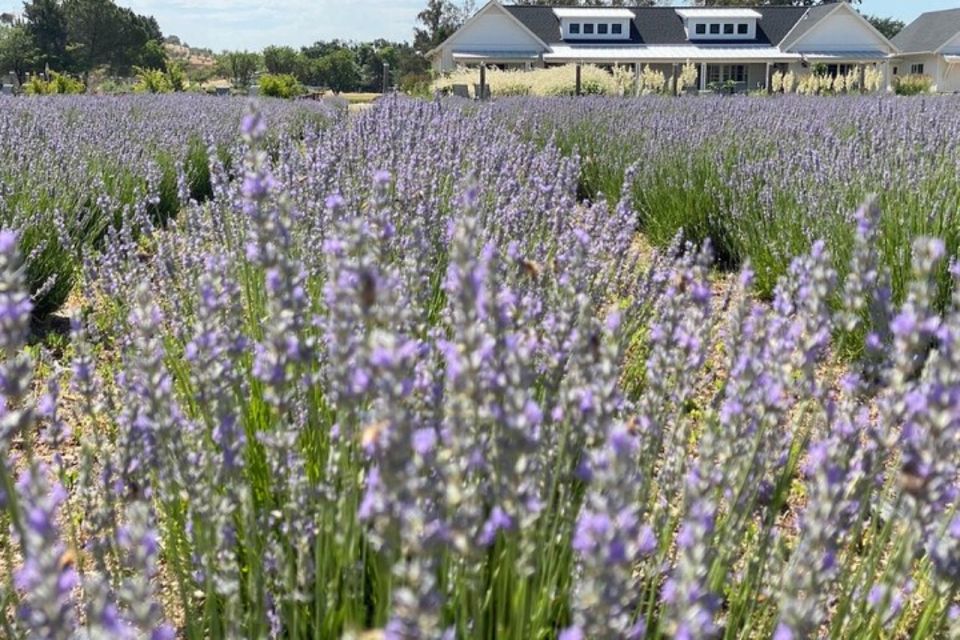 Sacramento: Capay Valley Farm Tour With Lunch & Wine - Final Words