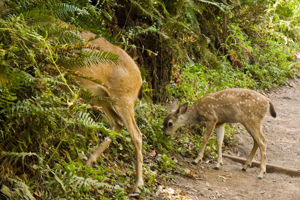 San Francisco Golden Gate Sausalito Muir Woods Private Tour - Common questions