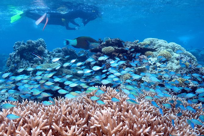 Silversonic Outer Great Barrier Reef Cruise From Port Douglas - Important Booking Details