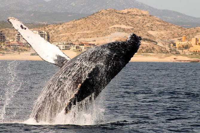 Whale Watching Dinner Cruise in Cabo San Lucas - Tips for an Unforgettable Experience