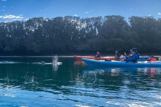 Adelaide Dolphin Sanctuary Mangroves Kayaking Tour - Key Points