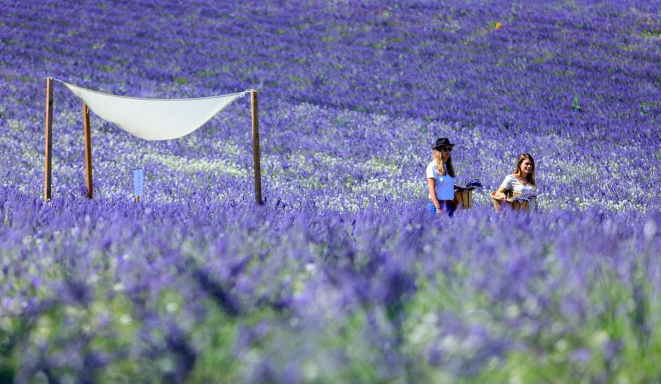 Aix-en-Provence: Lavender Fields Visit - Exploring the Lavender Estate