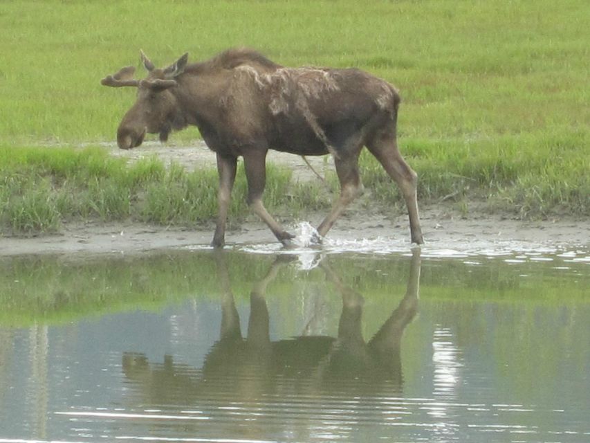 Anchorage: Glacier and Wildlife Explorer Cruise - Key Points