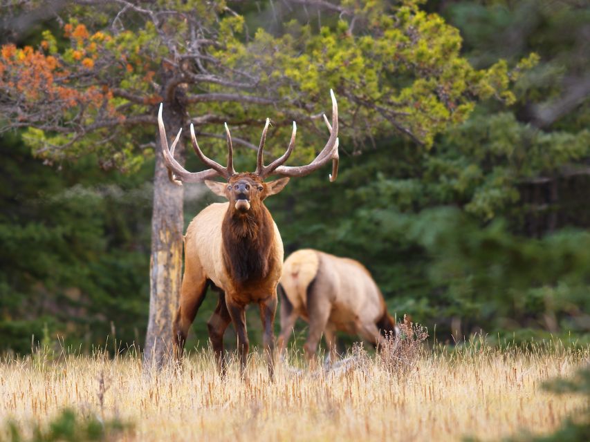 Banff: Evening Wildlife Safari Guided Tour - Key Points