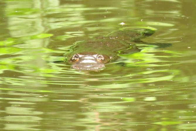 Byron Bay Platypus Walk