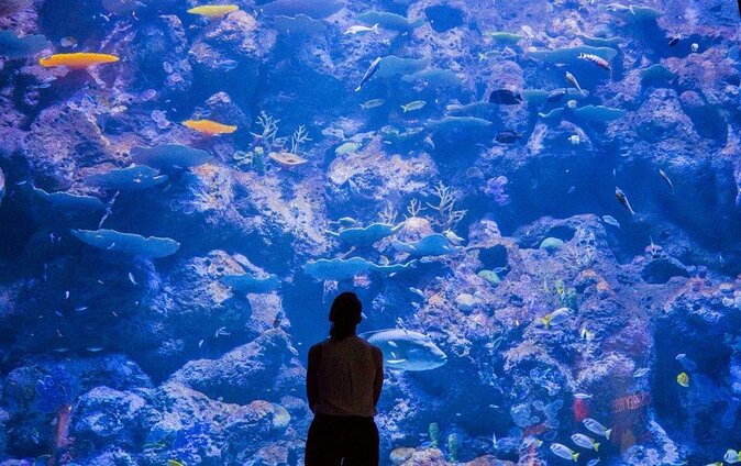 Cairns Aquarium by Twilight Tour - Key Points