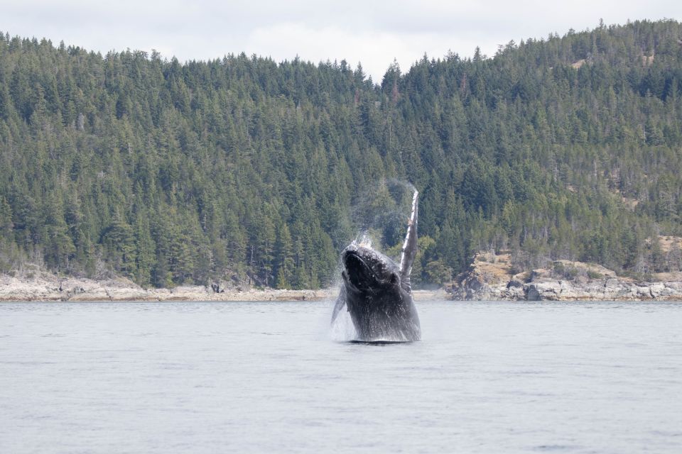 Campbell River: Whale Watching Cruise With Lunch - Key Points