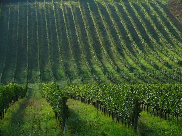 Chianti Wine and Hill Towns Full-Day Tour With Deluxe Van - Tour Highlights