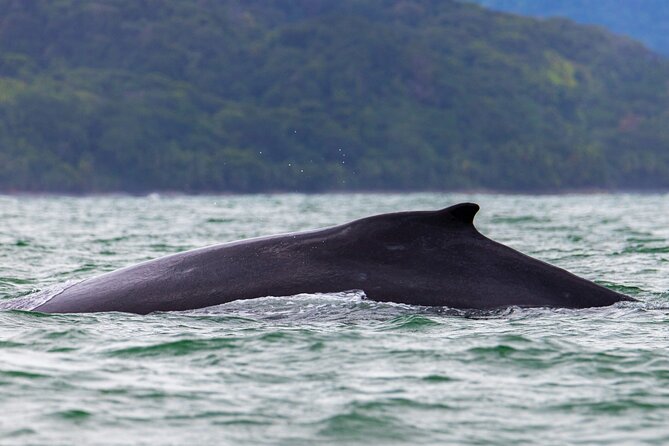 Combo Tour Marino Ballena National Park - Tour Details