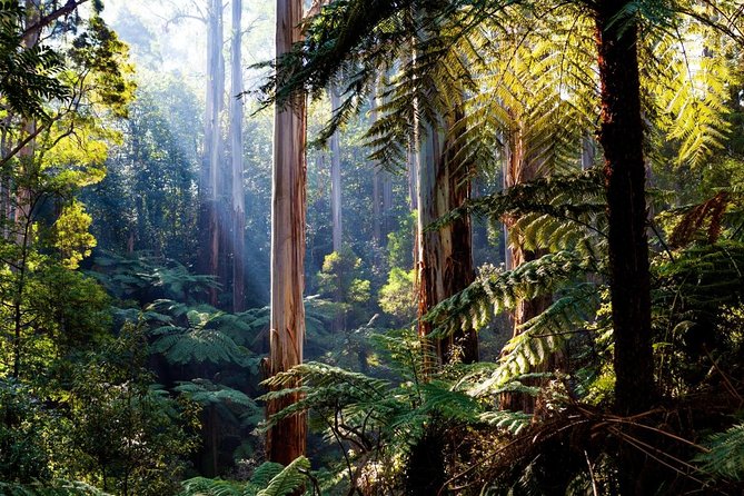 Dandenong Ranges Private Day Tour - Key Points