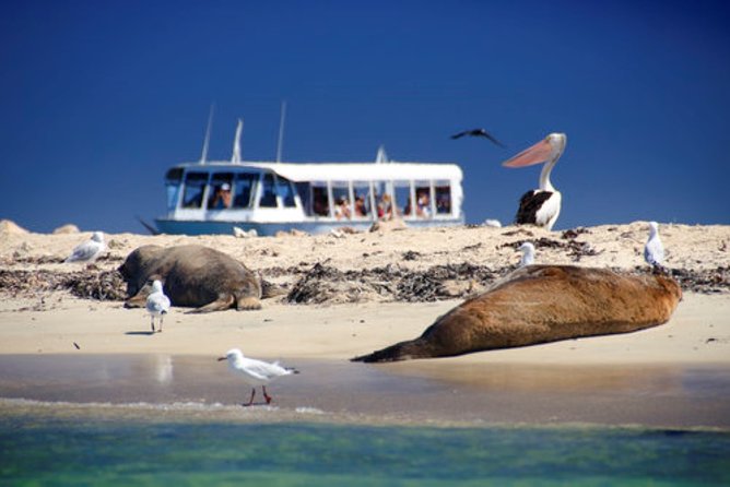 Dolphin, Penguin and Sea Lion Cruise - Key Points