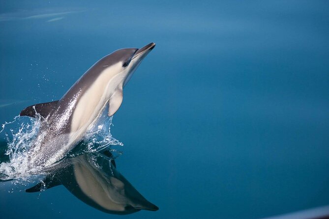 Dolphin Watching Adventure in Estepona Bay - Key Points