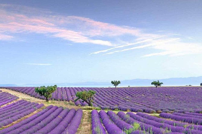 Dream of Women-Lavender Fields, Wines Tasting, Lunch in Provence - Key Points