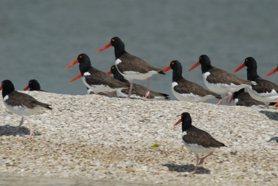 Everglades: Birding, Wildlife, and Photography Expedition - Tour Details