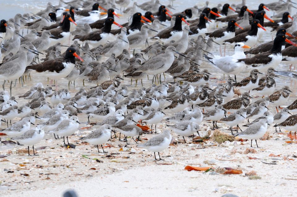 Everglades National Park: 2 Hour Dolphin & Birding Boat Tour - Tour Details