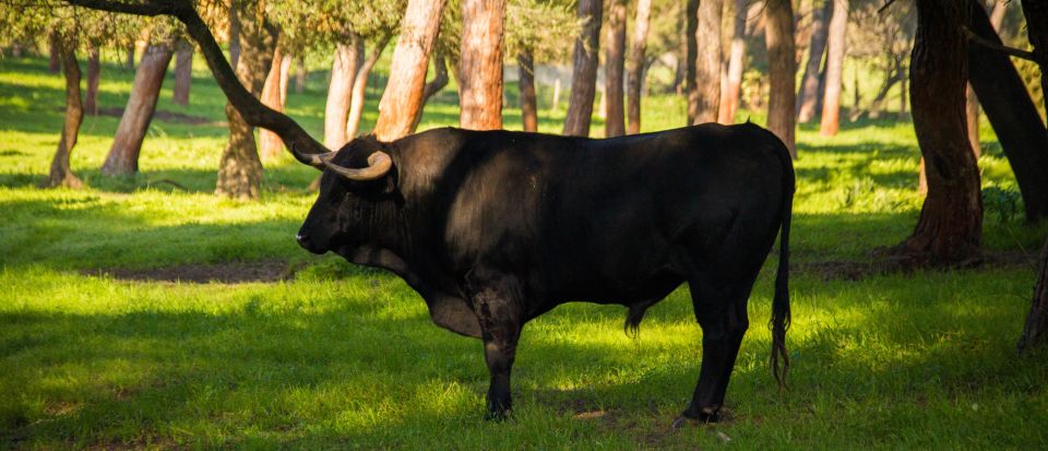 From Seville: Half-Day Bull Breeding Farm Tour - Key Points