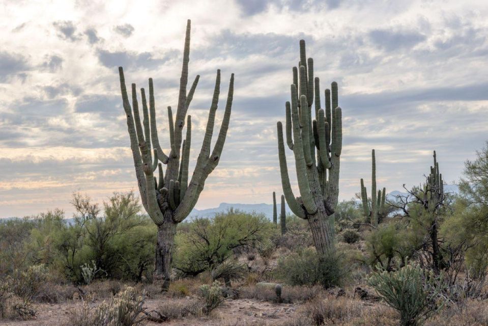 Jumping Cholla (Choya) Jeep Tour - Tour Details