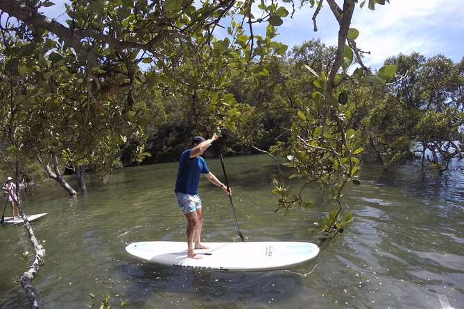 Ku-ring-gai Chase National Park Stand Up Paddleboard Tour - Key Points