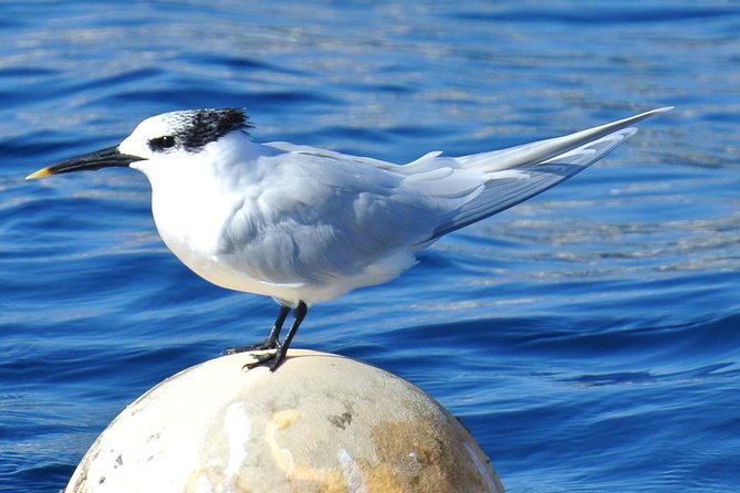 Lanzarote Sea Safari From Puerto Calero - Key Points